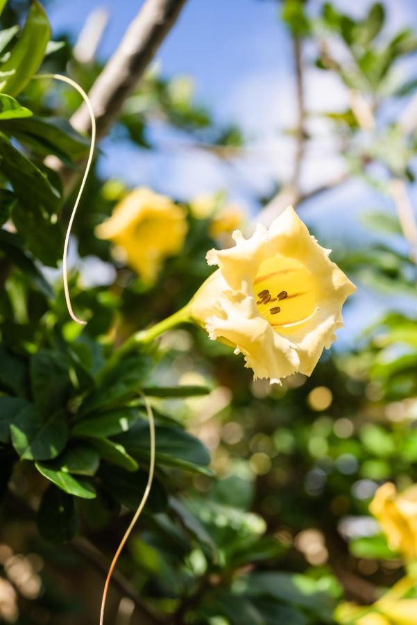 Adany Villa ウルワツ エクステリア 写真